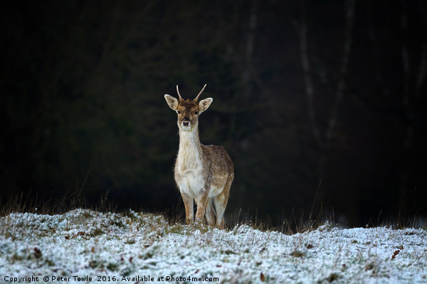 Lone deer in winter. Picture Board by Peter Towle