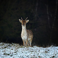 Buy canvas prints of Lone deer in winter. by Peter Towle