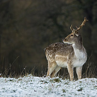 Buy canvas prints of Stag in winter scene. by Peter Towle