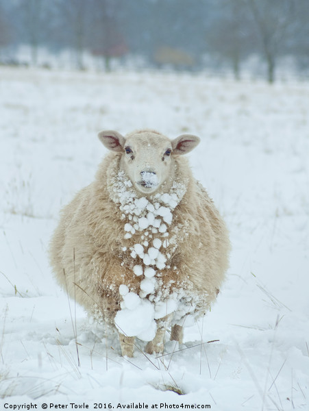 Winter Sheep Picture Board by Peter Towle