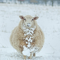 Buy canvas prints of Winter Sheep by Peter Towle