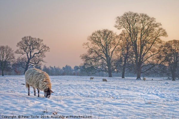 Sheep in a snowy landscape. Picture Board by Peter Towle