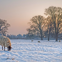 Buy canvas prints of Sheep in a snowy landscape. by Peter Towle