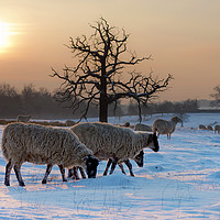 Buy canvas prints of Winter scene..sheep by Peter Towle