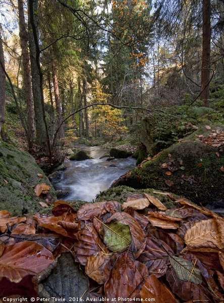 Wyming Brook Autumn Colours Picture Board by Peter Towle