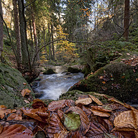 Buy canvas prints of Wyming Brook Autumn Colours by Peter Towle
