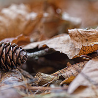 Buy canvas prints of Fir cone in autumn by Peter Towle