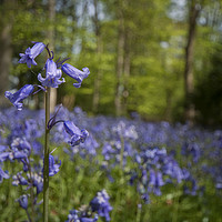 Buy canvas prints of Bluebell Wood by Peter Towle