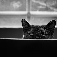 Buy canvas prints of Peek a boo cat by Peter Towle