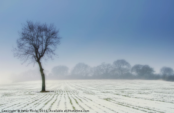Lone Tree in winter Picture Board by Peter Towle