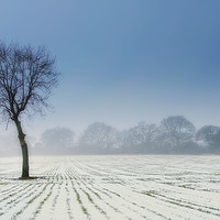 Buy canvas prints of Lone Tree in winter by Peter Towle