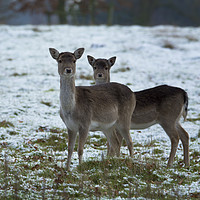 Buy canvas prints of Young deer in winter by Peter Towle