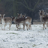 Buy canvas prints of Deer herd in winter by Peter Towle