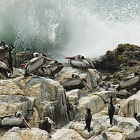 Buy canvas prints of Pelicans of Peru by Michael McKenna