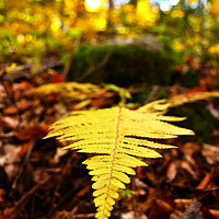Buy canvas prints of A fern during Autumn by Aleksey Zaharinov