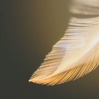 Buy canvas prints of Dream Feather by Aleksey Zaharinov