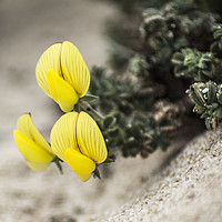 Buy canvas prints of Yellow flowers in the desert by Aleksey Zaharinov