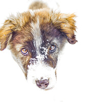 Buy canvas prints of Bari, my parents dog. by Aleksey Zaharinov