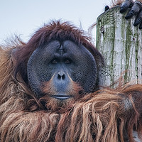 Buy canvas prints of Bornean Orangutan by Rob Mcewen