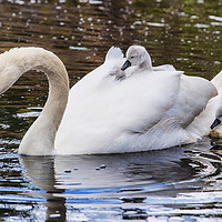 Buy canvas prints of Swan and Signets by Rob Mcewen