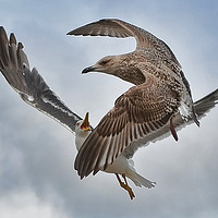 Buy canvas prints of Gull combat by Rob Mcewen