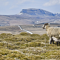 Buy canvas prints of Pen Y Ghent at Lunchtime by Rob Mcewen
