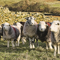 Buy canvas prints of Herdwick sheep by Rob Mcewen
