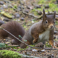 Buy canvas prints of Red Squirrel by Rob Mcewen