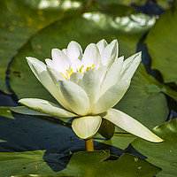 Buy canvas prints of Water Lily by Rob Mcewen