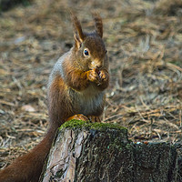 Buy canvas prints of Red Squirrel by Rob Mcewen