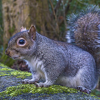 Buy canvas prints of Grey Squirrel by Rob Mcewen