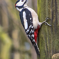 Buy canvas prints of Great spotted woodpecker by Rob Mcewen