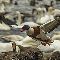 Buy canvas prints of Shelduck on approach by Rob Mcewen