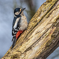 Buy canvas prints of Great spotted woodpecker by Rob Mcewen