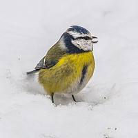 Buy canvas prints of Blue Tit by Rob Mcewen