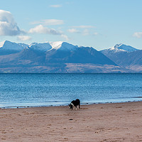 Buy canvas prints of The Collie on the Beach, Seamill by Pauline MacFarlane