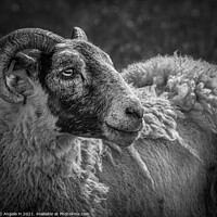Buy canvas prints of Sheep portrait by Angela H