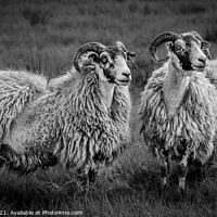 Buy canvas prints of A group of sheep standing on top of a grass covere by Angela H