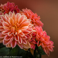 Buy canvas prints of Beautiful Dahlias by Angela H