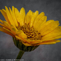 Buy canvas prints of Yellow Flower by Angela H