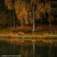 Buy canvas prints of Autumnal Trees Reflections by Angela H