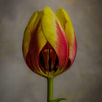 Buy canvas prints of Tulip by Angela H