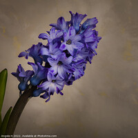 Buy canvas prints of Hyacinth by Angela H