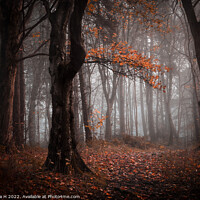Buy canvas prints of Foggy Forest by Angela H
