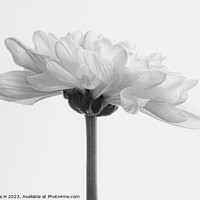 Buy canvas prints of Chrysanthemum by Angela H