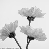 Buy canvas prints of Chrysanthemum by Angela H