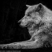 Buy canvas prints of Arctic Wolf by Angela H