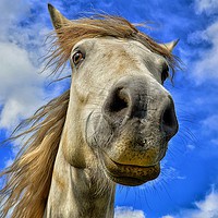 Buy canvas prints of Cheeky Horse by Angela H