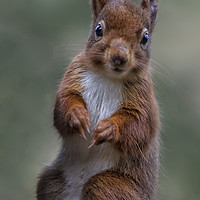 Buy canvas prints of Red Squirrel by Angela H