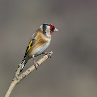 Buy canvas prints of Goldfinch by Angela H
